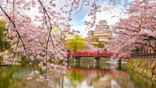 View of cherry blossom tree by lake