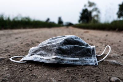 Close-up of animal lying on sand