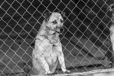 View of dog in cage