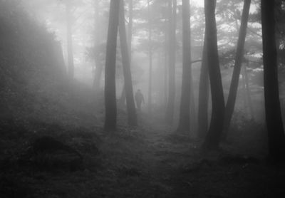 Trees in forest