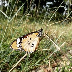 Close-up of butterfly perching on plant