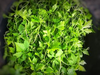 High angle view of fresh green leaves