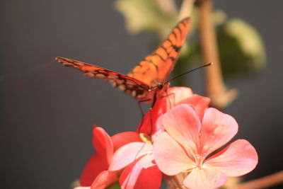Close-up of butterfly on orange flowers