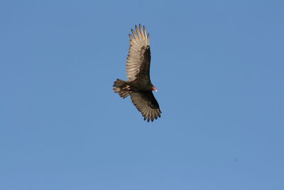 Low angle view of eagle flying against clear blue sky