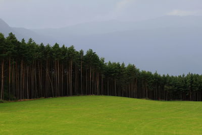Trees growing on landscape