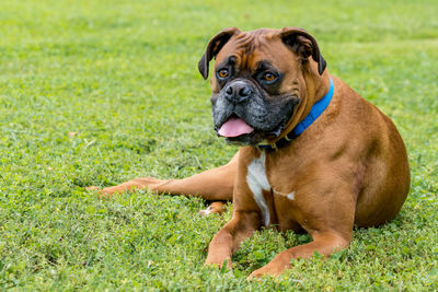 Portrait of dog sitting in grass