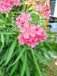 Close-up of pink flowering plant