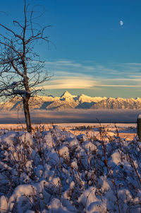 Snow covered land and trees against sky during sunset