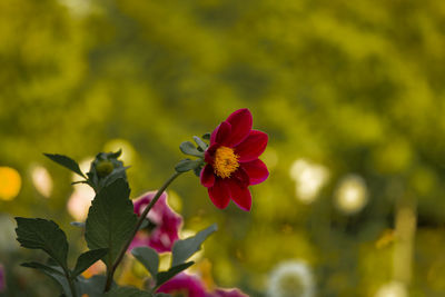 Close-up of pink flowering plant