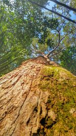 Low angle view of trees in forest