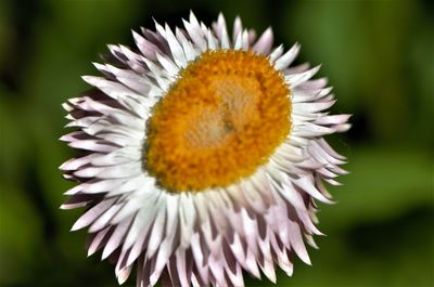 Close-up of white daisy flower