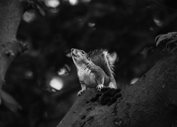 Close-up of lizard