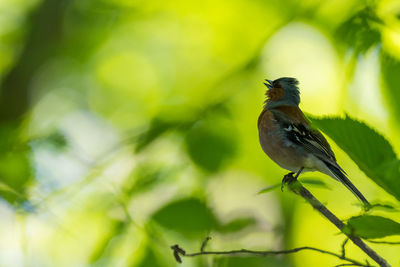 Close-up of bird perching on plant