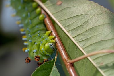 Close-up of insect on leaves