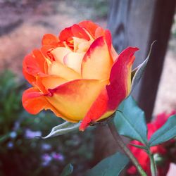 Close-up of red rose