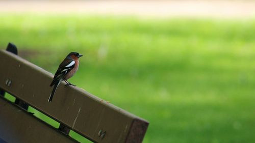 Close-up of bird perching on leaf