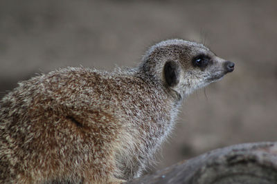 Close-up of meerkat