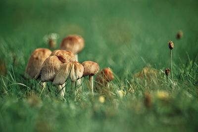 Close-up of mushrooms on grass