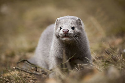 Close-up of an animal on field