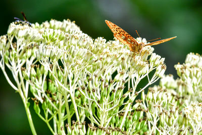 Close-up of butterfly pollinating on flower