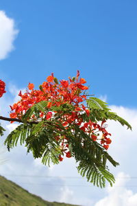 Low angle view of flower tree against clear sky