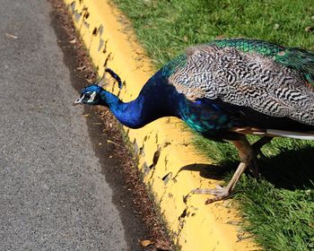 Close-up of peacock perching on grass