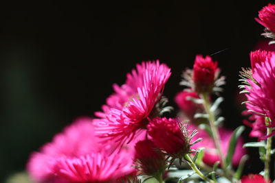 Close-up of pink flowering plant against black background