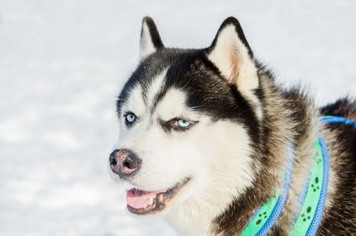 Close-up of a dog in snow