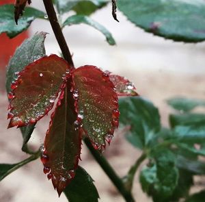 Close-up of wet red flower