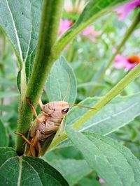 Close-up of insect on plant