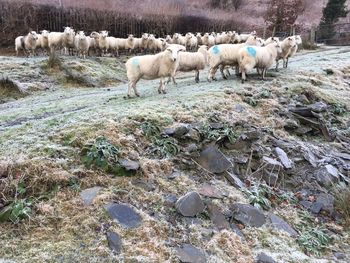 Sheep in farm
