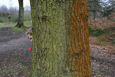 Trees in forest