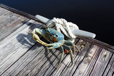 High angle view of rope tied on wooden pier