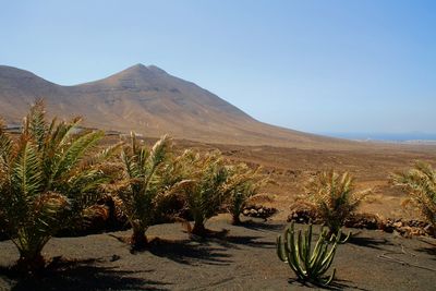 Plants growing in desert against sky