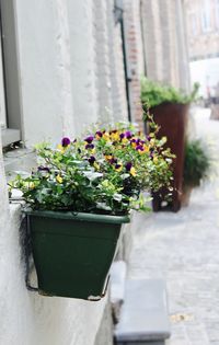 Close-up of potted plant