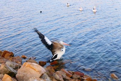 Seagulls flying over rocks