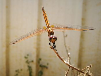 Close-up of dragonfly on plant