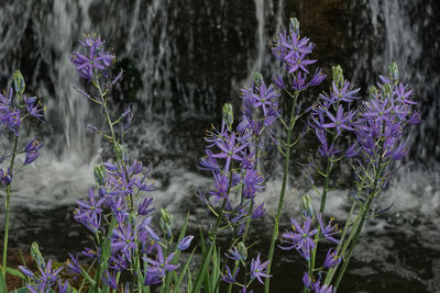 Close-up of purple crocus blooming on field