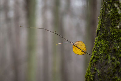 Close-up of yellow leaf on tree trunk