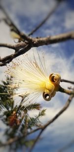 Close-up of flower growing on tree against sky