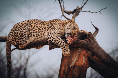 Leopard sitting on broken tree