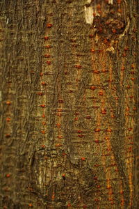 Full frame shot of tree trunk