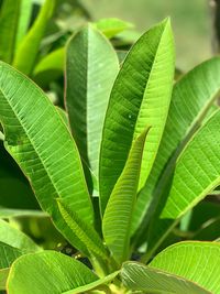 Full frame shot of green leaves