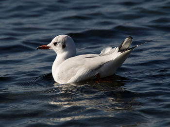 Seagull swimming in sea