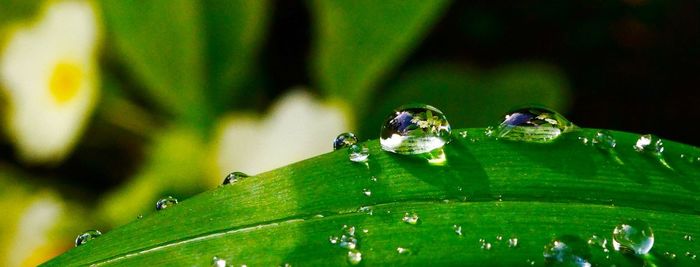 Close-up of insect on leaf