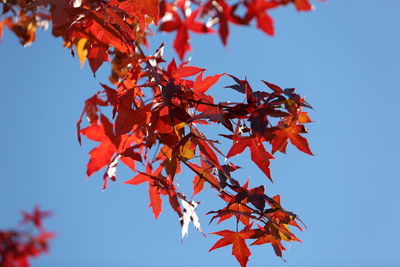 Low angle view of maple tree against clear blue sky