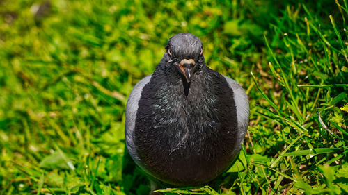 Close-up of a bird on field