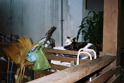 Cat sitting on table