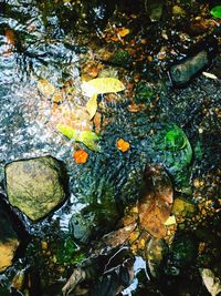 Reflection of trees in water