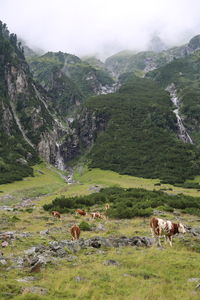 High angle view of cows on grassy field against mountains
